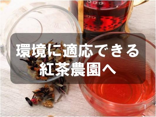 環境に適応できる紅茶農園へ