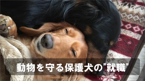 動物を守る保護犬の"就職"