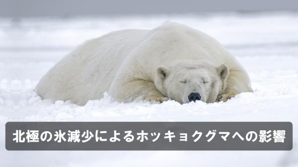 北極の氷減少によるホッキョクグマへの影響