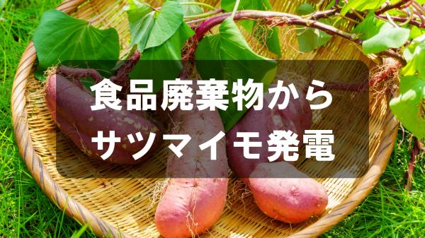 食品廃棄物からサツマイモ発電