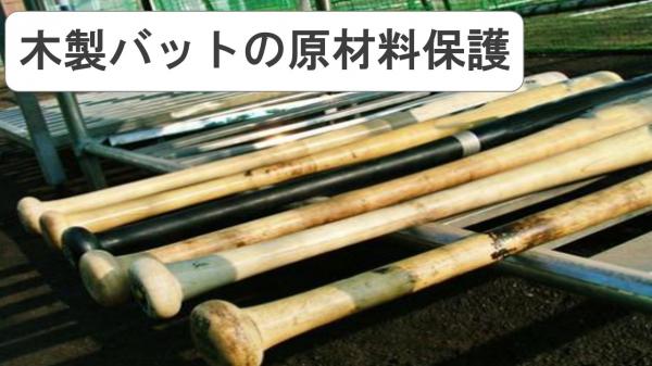 木製バットの原材料保護